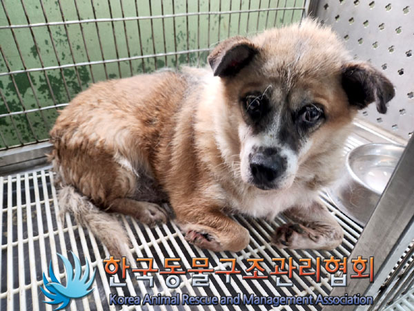 한국동물구조관리협회_441560202300958